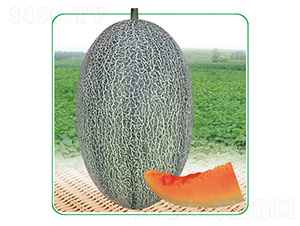 安泰蜜17-甜瓜種子-安泰達