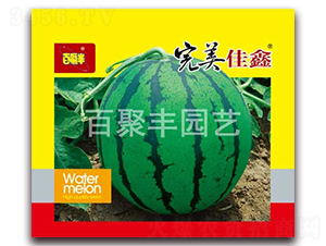 完美佳鑫-西瓜種子-百聚豐