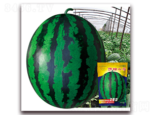 �\���̖-���ϷN��-�پ��S