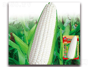 �|������-Ŵ���׷N��-�A�r(n��ng)�N�I(y��)