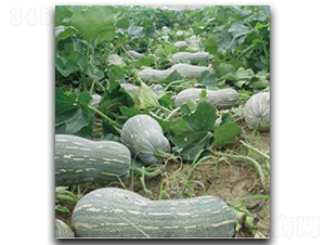 ������̖-�ϹϷN��-�մ��r(n��ng)�I(y��)