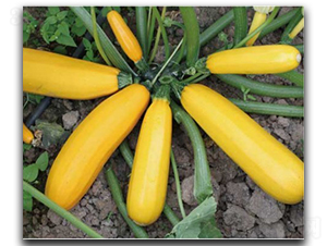 ������̖-�����J�N��-�մ��r(n��ng)�I(y��)