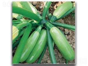 ������̖-�����J�N��-�մ��r(n��ng)�I(y��)