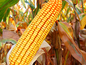 ��1104-���׷N��-���r(n��ng)�N�I(y��)