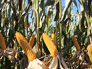 ��1266-���׷N��-���r(n��ng)�N�I(y��)