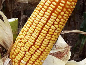 ��123-���׷N��-���r(n��ng)�N�I(y��)