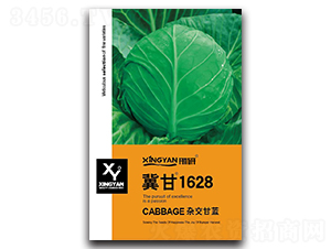 冀甘1628-甘藍種子-邢研種業(yè)