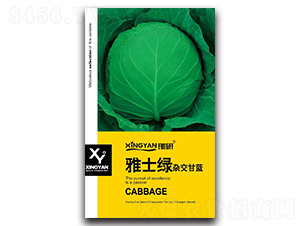 雅士綠-甘藍(lán)種子-邢研種業(yè)