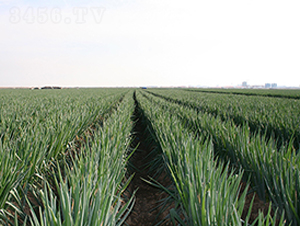 ����Ԫ��-���[�N��-����N�I(y��)