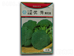 優(yōu)秀-西蘭花種子-瑞奇種業(yè)