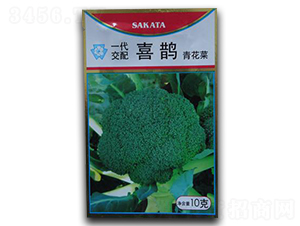 喜鵲-西蘭花種子-瑞奇種業(yè)