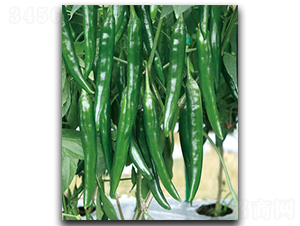 ����S-409-�����N��-����N��