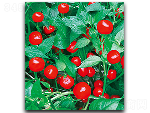 世宇S-115-辣椒種子-世宇種苗