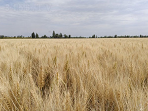 �´�43̖(h��o)-С���N��-��ʥ�̷N�I(y��)