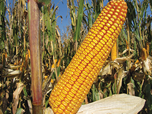 ����41-���׷N��-��ʥ�̷N�I(y��)