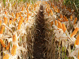 ����40-���׷N��-��ʥ�̷N�I(y��)