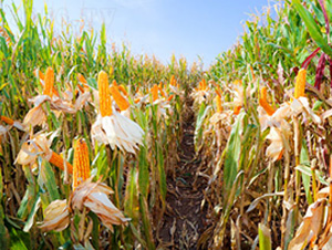 九玉J03-玉米種子-九圣禾種業(yè)