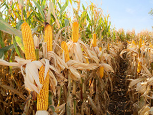 九玉M03-玉米種子-九圣禾種業(yè)