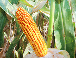 ����Y02-���׷N��-��ʥ�̷N�I(y��)