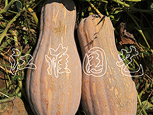 ����2̖(h��o)-�ϹϷN��-�����@ˇ