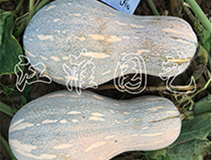 ����12̖(h��o)-�ϹϷN��-�����@ˇ