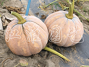 �P(p��n)��211-�ϹϷN��-�����@ˇ