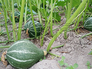 ���F1̖(h��o)-�ϹϷN��-�����@ˇ