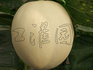 ����4̖(h��o)-��ϷN��-�����@ˇ