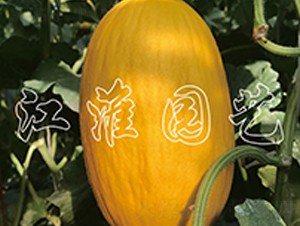 ��Ȫ2̖(h��o)-��ϷN��-�����@ˇ