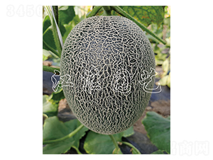 ����5̖(h��o)-��ϷN��-�����@ˇ