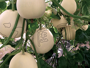 ����1̖(h��o)-��ϷN��-�����@ˇ