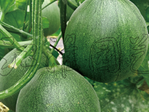 ���G1̖(h��o)-��ϷN��-�����@ˇ