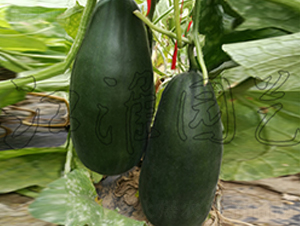 ����2̖(h��o)-��ϷN��-�����@ˇ