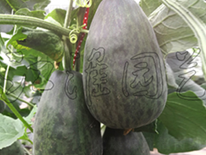 ����3̖(h��o)-��ϷN��-�����@ˇ