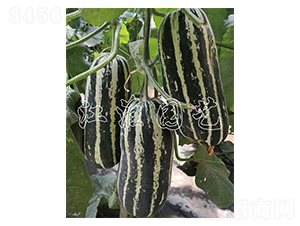 ����6̖(h��o)-��ϷN��-�����@ˇ