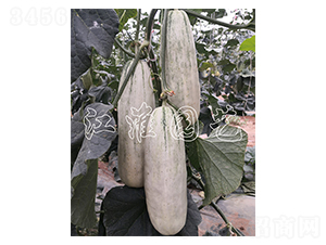 ����8̖(h��o)-��ϷN��-�����@ˇ