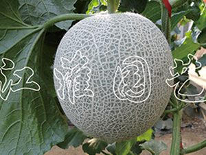 ����6̖(h��o)-��ϷN��-�����@ˇ