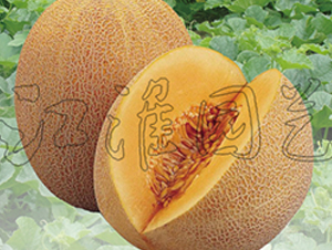 �W��5̖(h��o)-��ϷN��-�����@ˇ