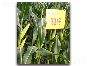 諾達(dá)1號(hào)-玉米種子-光岳種子