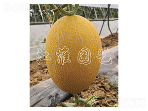 �t��2̖(h��o)-��ϷN��-�����@ˇ