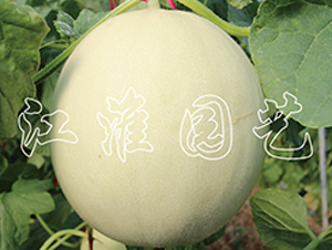 �y��-��ϷN��-�����@ˇ