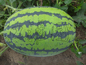 ݼ�A-���ϷN��-�����@ˇ