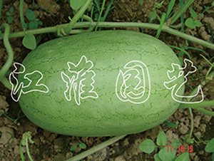 ����-���ϷN��-�����@ˇ