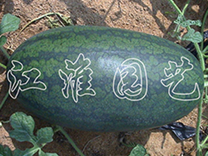 �Ꭷ����-���ϷN��-�����@ˇ