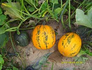 ��ī��-�o(w��)���ϹϷN��-���i�N�I(y��)