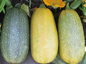 �S��598F1-���������J�N��-���i�N�I(y��)