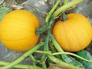 �S����Ԫ��F1-���������J�N��-���i�N�I(y��)