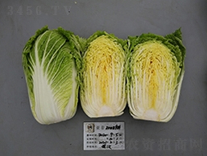 ����20039-�ײ˷N��-����