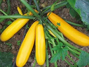 ��l-���������J�N��-���i�N�I(y��)