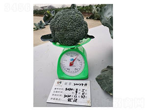 西蘭花20024-西蘭花種子-亞非